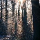 Die Sonne streift durch den Wald