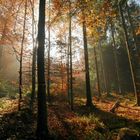 Die Sonne sucht sich den weg in den Wald