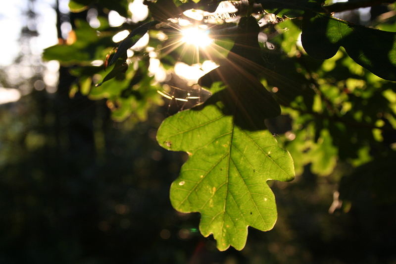 Die Sonne sucht sich ihren Weg.......