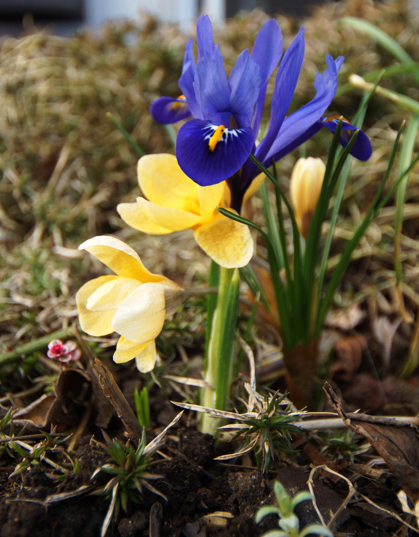 Die Sonne treibt den Frühling raus.