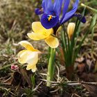 Die Sonne treibt den Frühling raus.