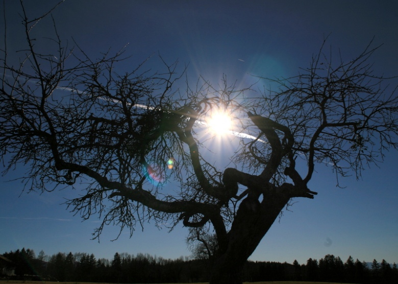 Die Sonne Über Dem Baum