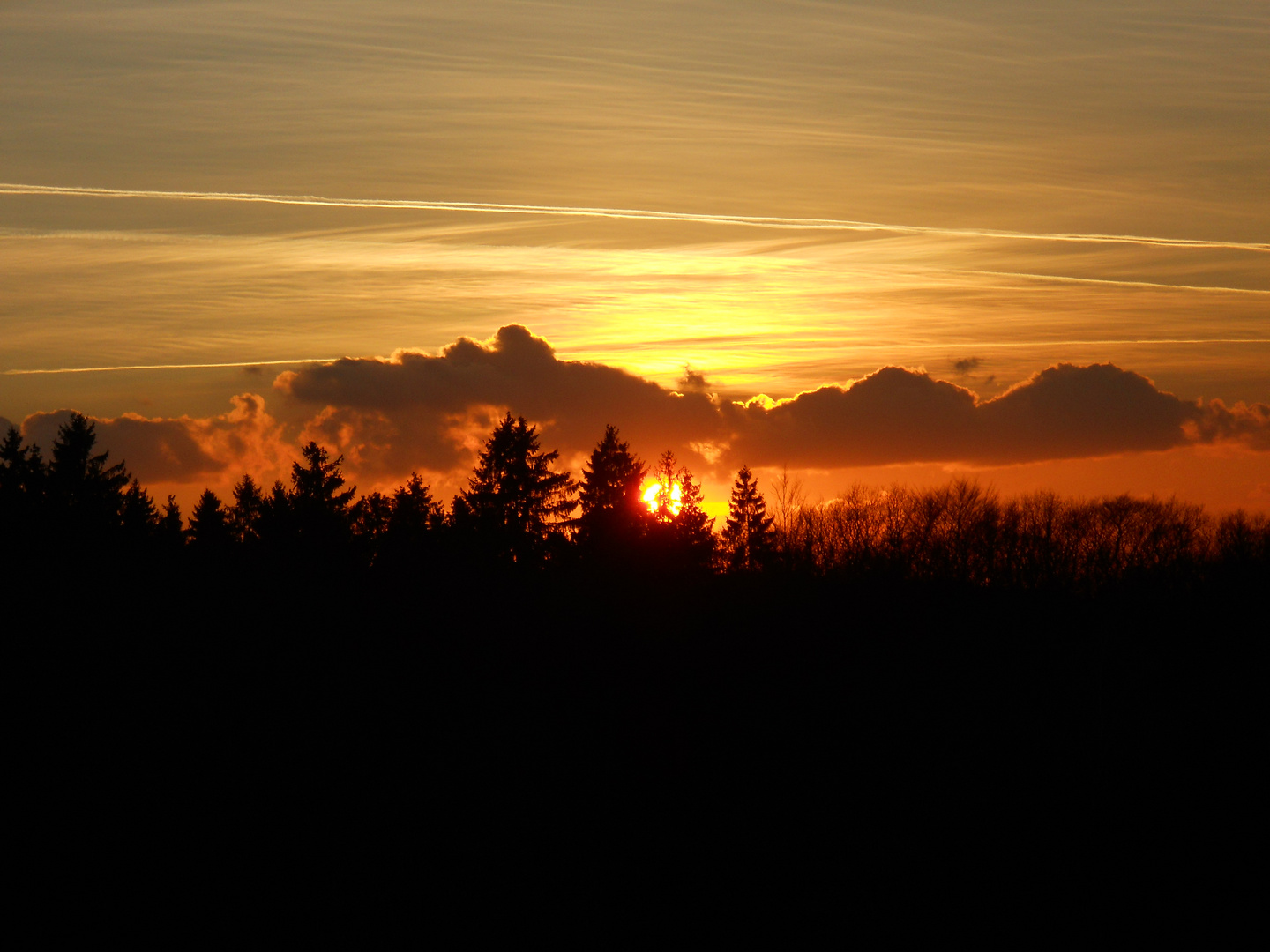 Die Sonne über den Tannen