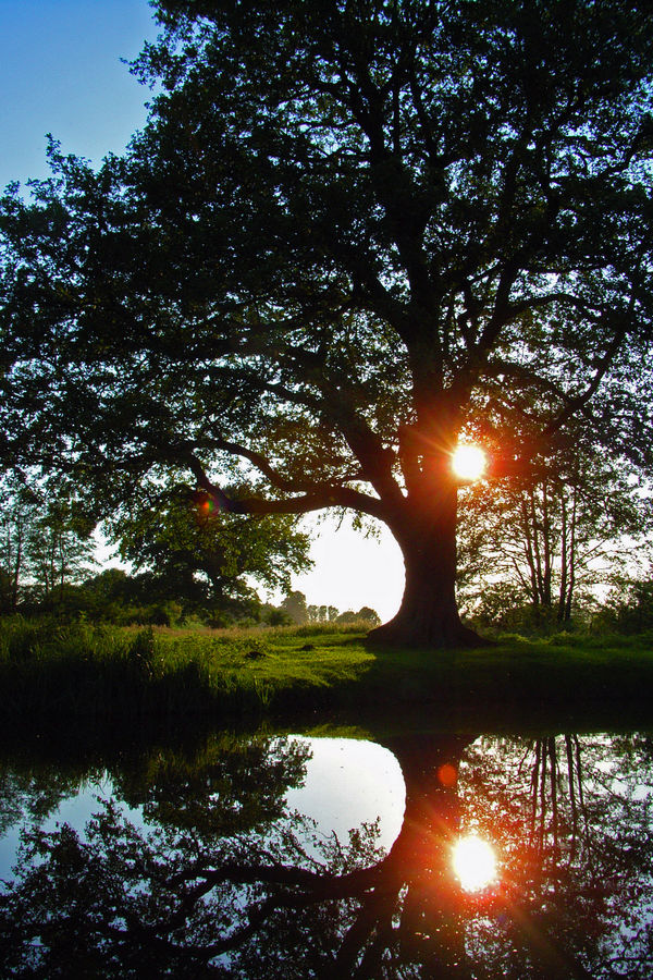 Die Sonne und der Baum