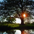 Die Sonne und der Baum