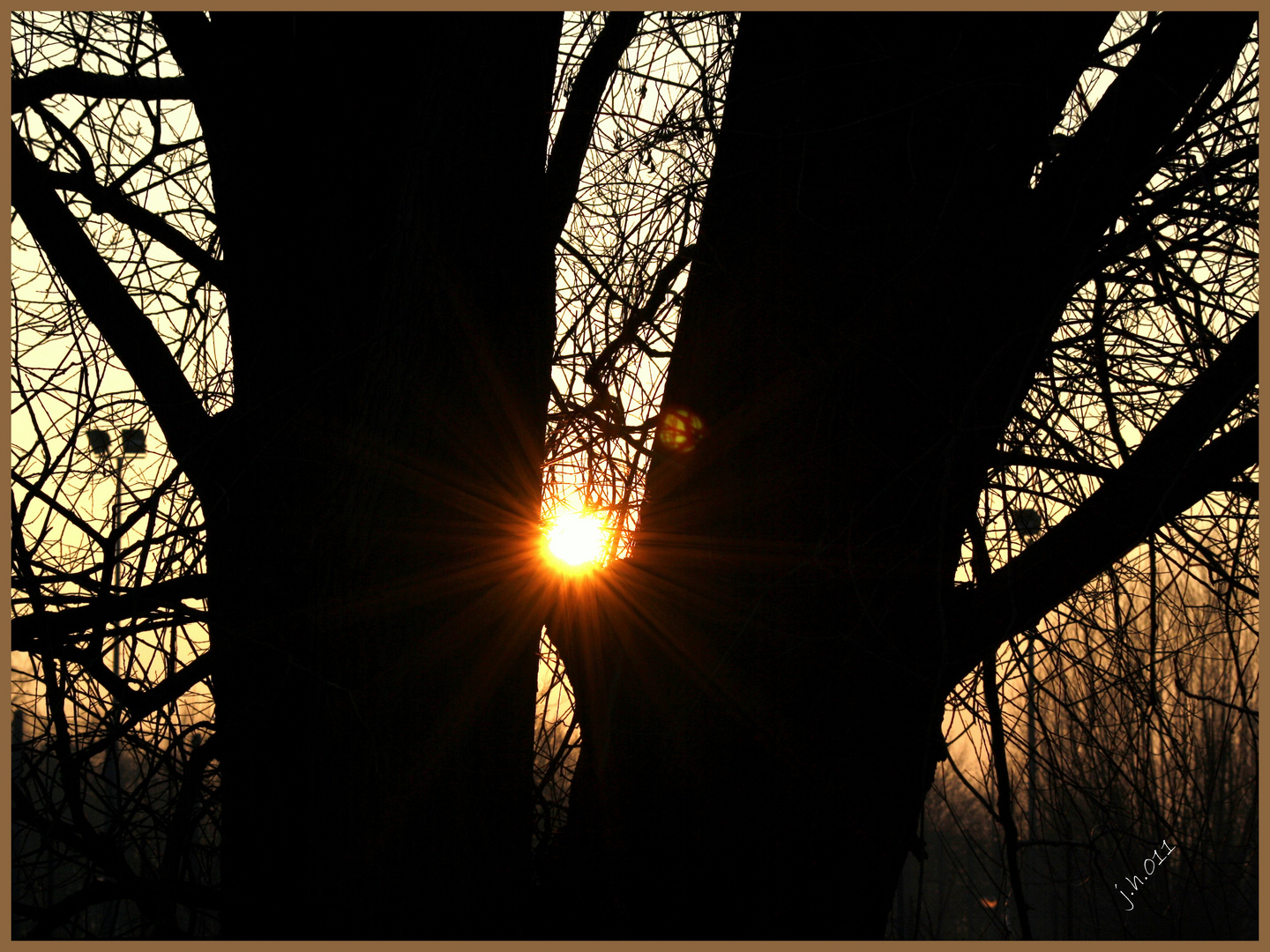 die sonne und der baum