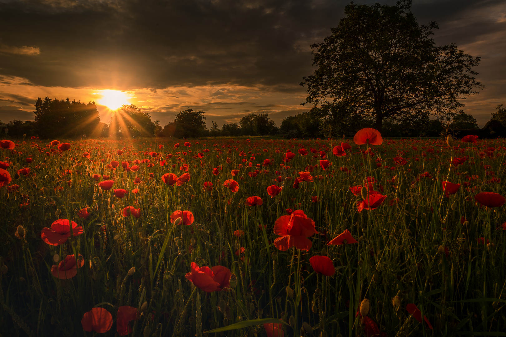 Die Sonne und der Mohn