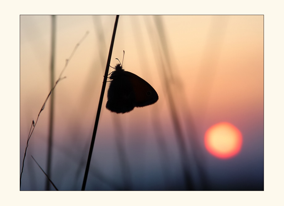 ...die Sonne und der Schmetterling...