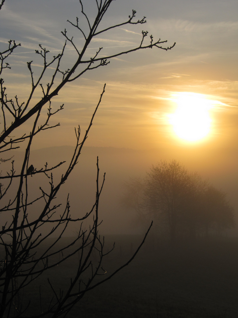 die sonne und der vogel