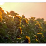 die sonne und ihre blumen