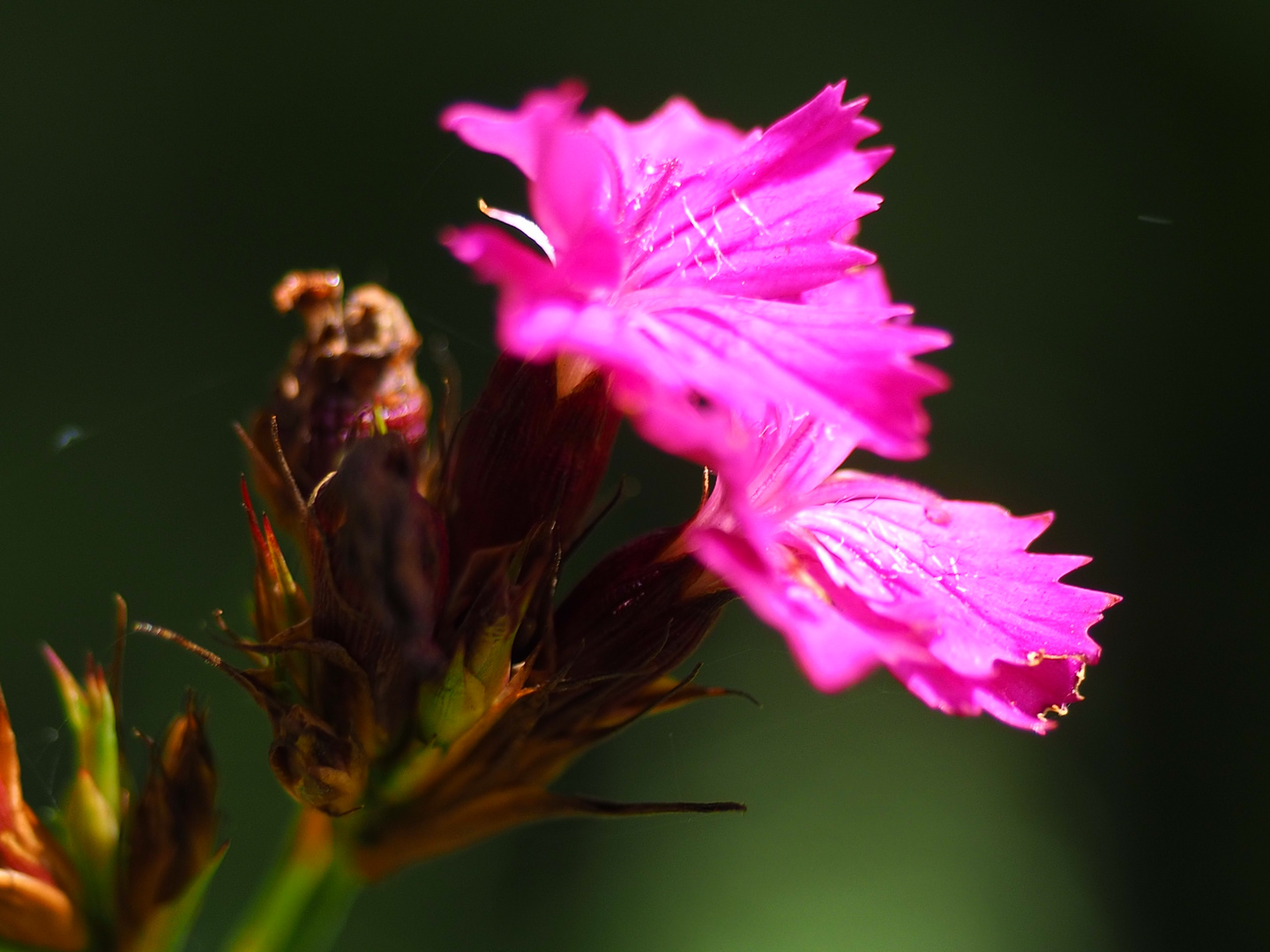 die sonne und ihre farben