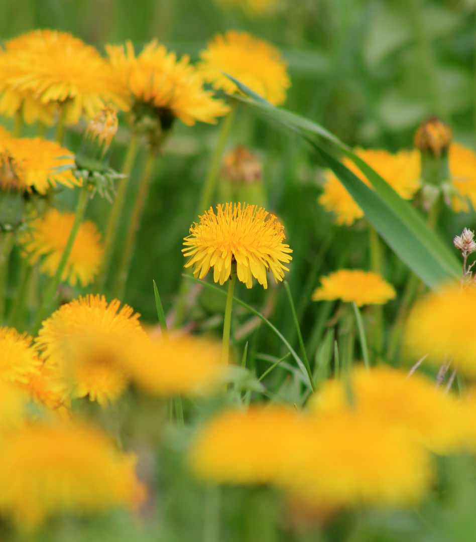 die Sonne unter den Blüten