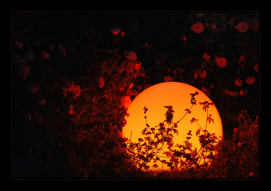 Die Sonne unter den Rosen