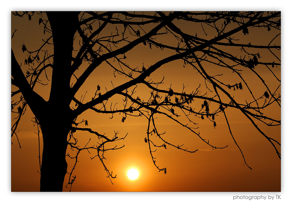 Die Sonne unter Zweigen