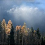 Die Sonne verdrängt den Hochnebel. Der Tag war gerettet.....