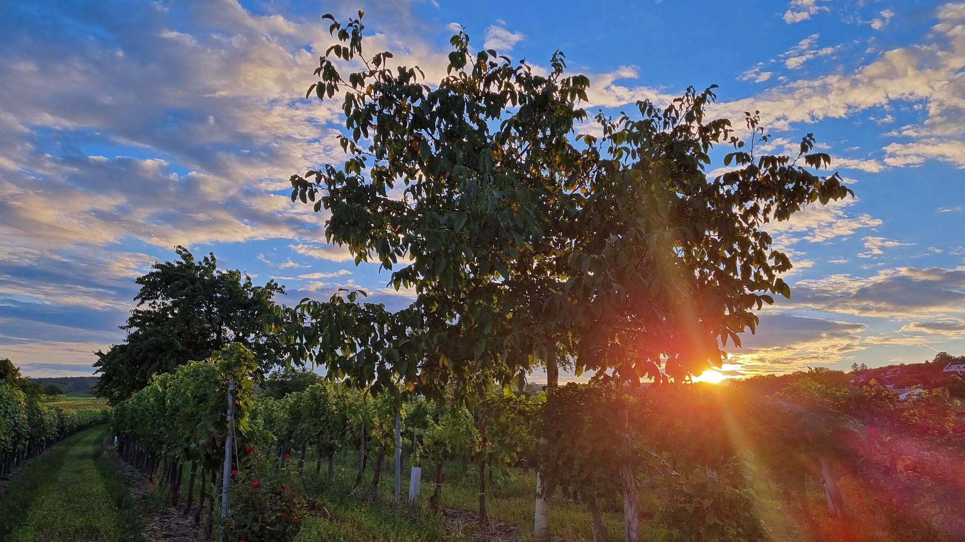 die Sonne versinkt hinter den Weinreben