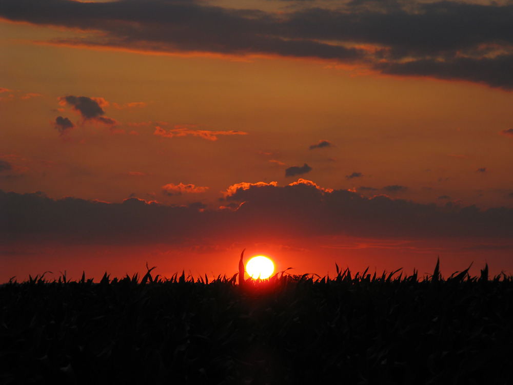 Die Sonne versinkt im Gras...? #3