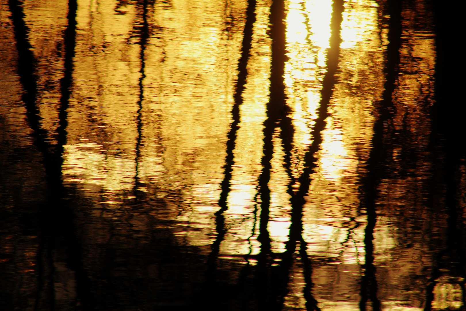 die Sonne versinkt im Neckar wie flüssiges Gold und die Zweige spiegeln sich darin