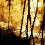 die Sonne versinkt im Neckar wie flüssiges Gold und die Zweige spiegeln sich darin