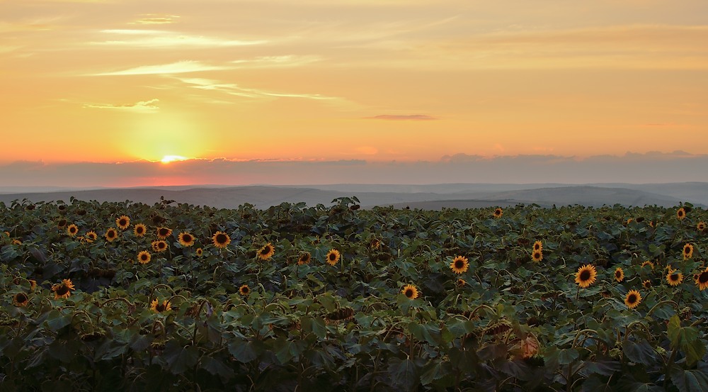 Die Sonne versinkt in den Sonnenblumenfeldern