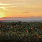 Die Sonne versinkt in den Sonnenblumenfeldern