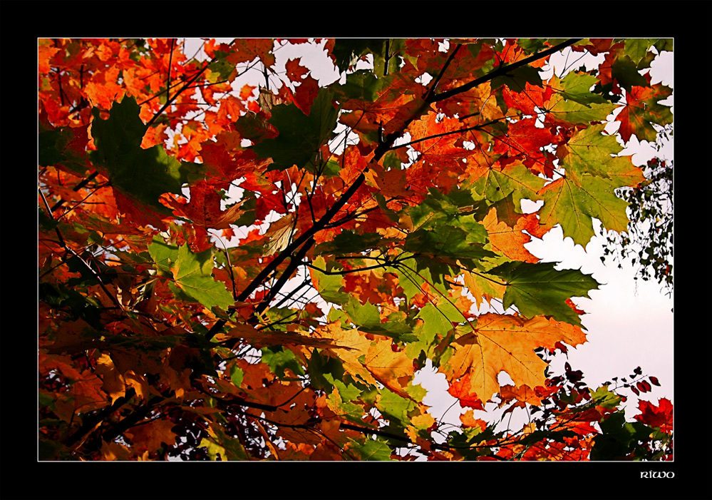 die Sonne verstärkt die Farben im Herbstlaub.....