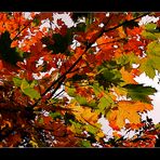 die Sonne verstärkt die Farben im Herbstlaub.....