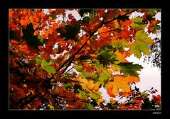 die Sonne verstärkt die Farben im Herbstlaub.....