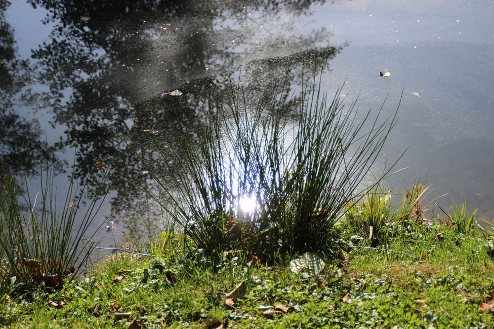 die Sonne versteckte sich im Teich Foto & Bild himmel, stimmungen