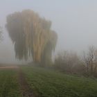 Die Sonne vertreibt den Frühnebel