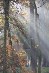Die Sonne vertreibt den Nebel im Wald