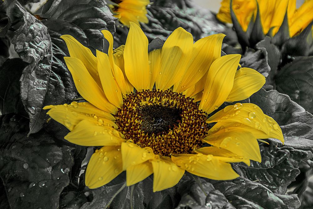 Die Sonne viel vom Himmel Foto & Bild pflanzen, pilze & flechten
