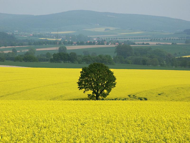 ..die Sonne von unten...