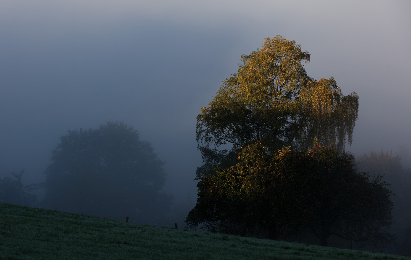 Die Sonne weckt den Wald.