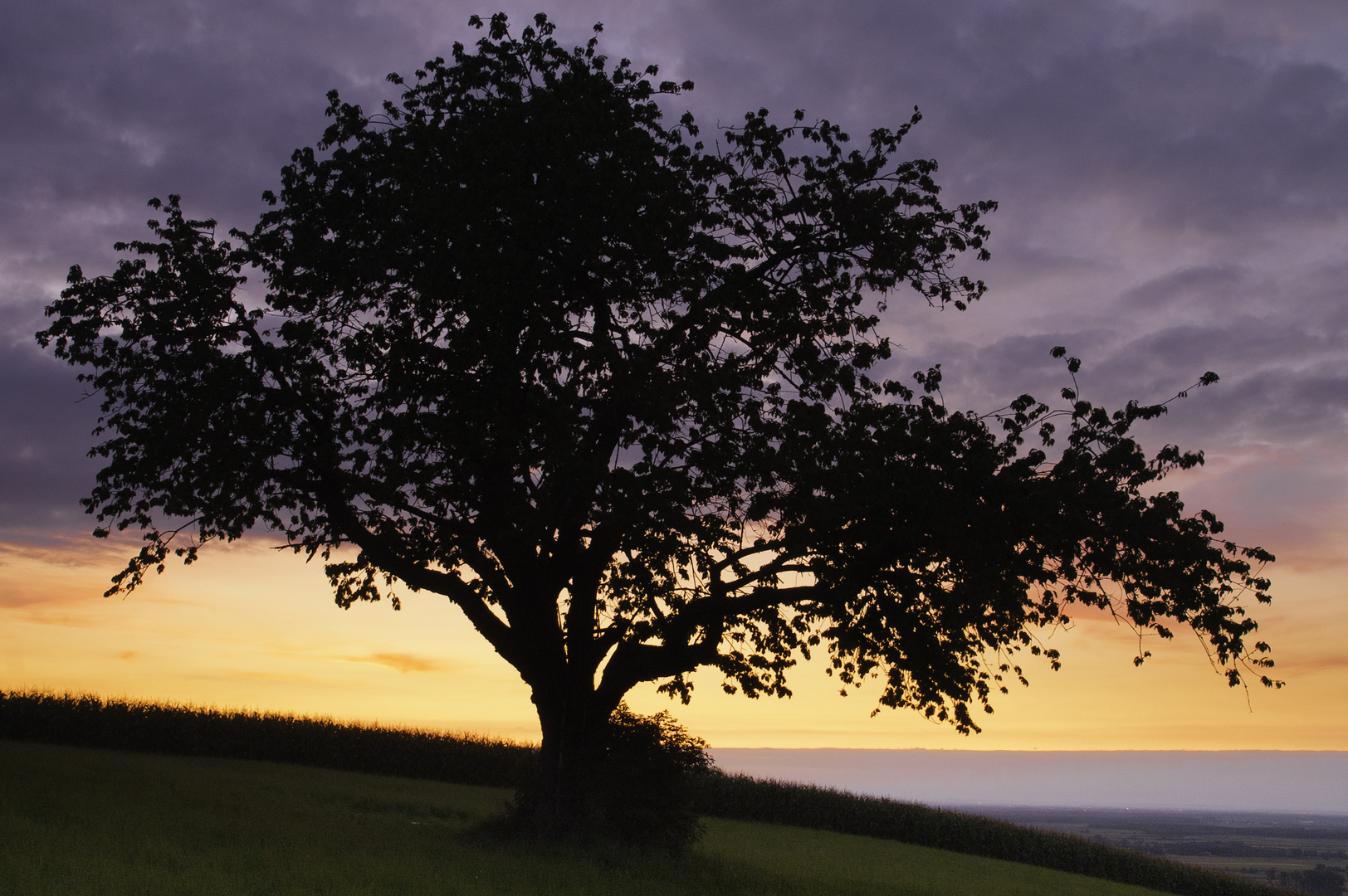 Die Sonne weg, der Baum noch da