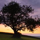 Die Sonne weg, der Baum noch da