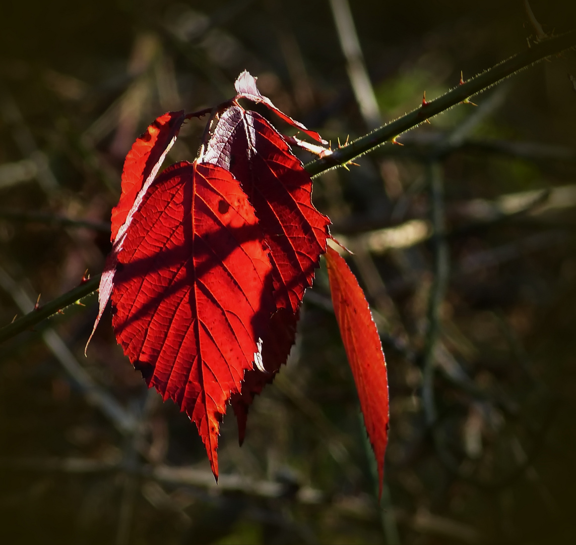 Die Sonne zauberte heute Farbe in den sonst farblosen Winter- Wald