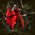 Die Sonne zauberte heute Farbe in den sonst farblosen Winter- Wald