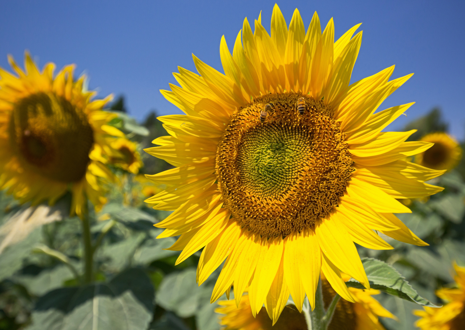 die Sonne zieht Besucher an...