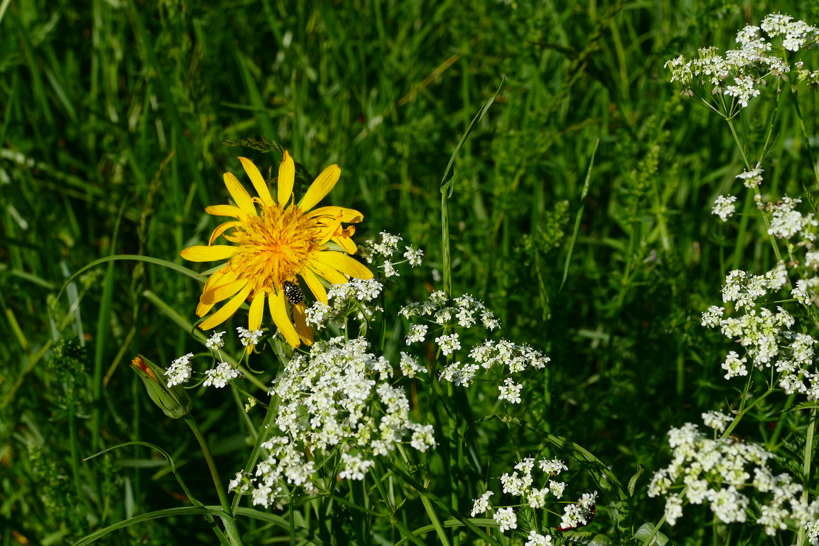 Die Sonne zum Muttertag