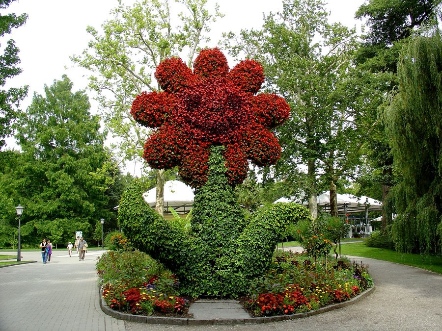 die Sonneblume mal anders (insel Mainau)