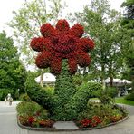 die Sonneblume mal anders (insel Mainau)