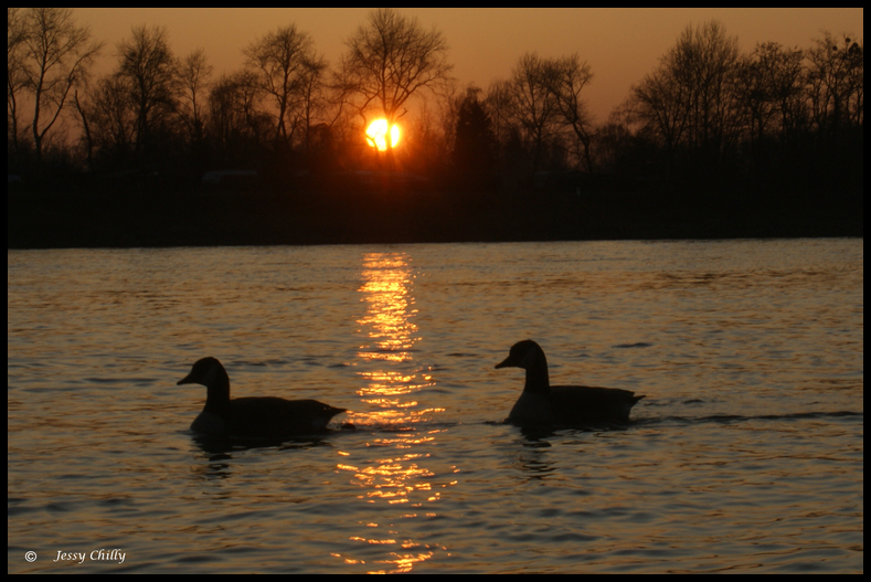 Die Sonne,der Rhein, und der Zug der Gänse