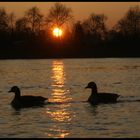 Die Sonne,der Rhein, und der Zug der Gänse