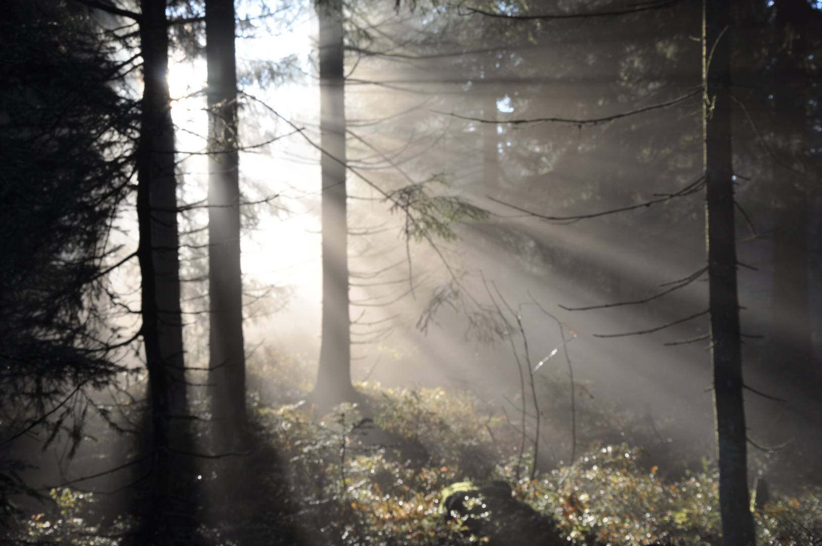 Die Sonnen bahnt sich Ihren Weg durch den Nebel I