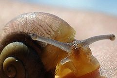 die "Sonnen-Schnecke"