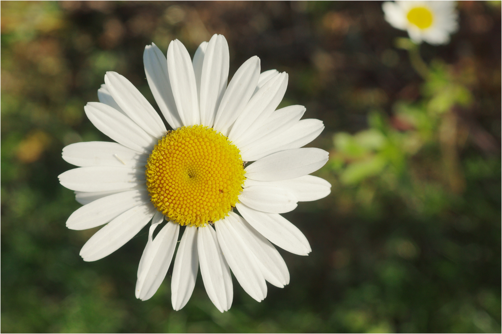 die sonnenanbeterin