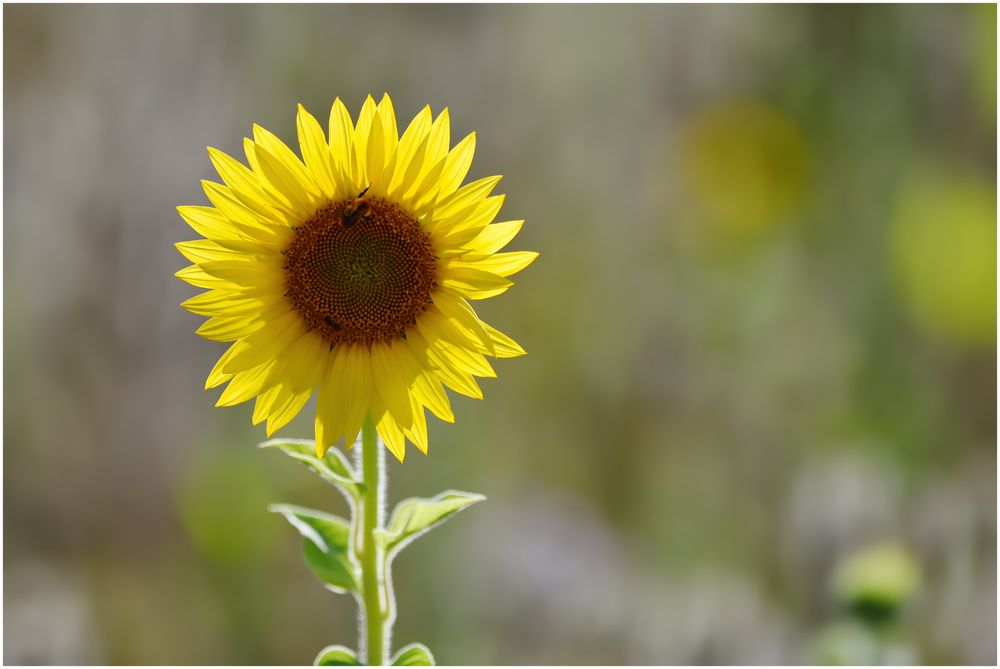 die Sonnenanbeterin