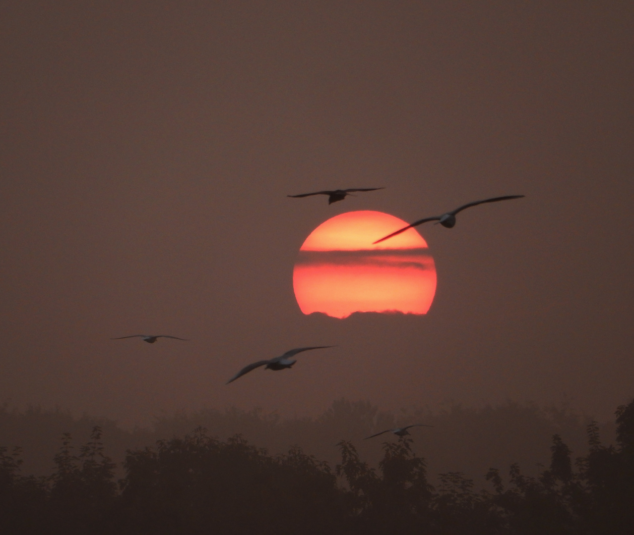 Die Sonnenaufgänge waren diese Woche eine besondere Klasse