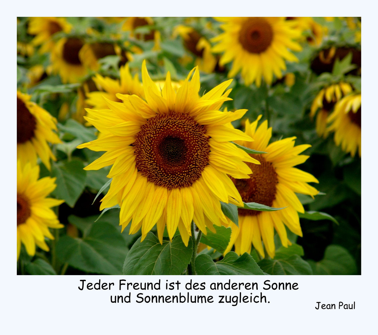 Die Sonnenblume